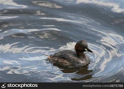 A Little Grebe or Dabchick Swimming