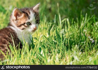 a little kitten plays outdoor