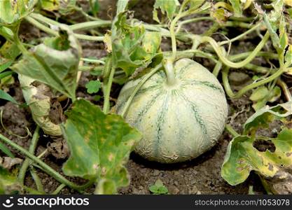 a little organic melon in the garden