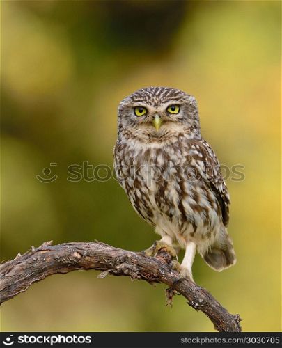A little owl perched on a branch.. A little owl, Athene noctua perched on a branch.