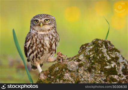 A little owl with a grasshopper.. A little owl, Athene noctua perched on a stone, with a grasshopper in the claw
