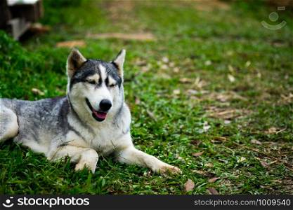 A little siberian husky sitting and take a look something with interest in the midst of nature, selective focus.