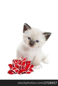 A little, Snowshoe Lynx-point Siamese kitten sitting next to a red and silver foil bow. Shot against white background.