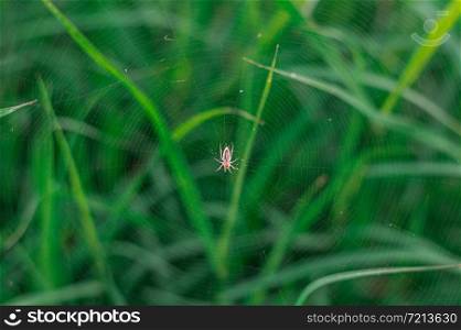 A little spider building webs to ensnare prey over green grass in the garden.