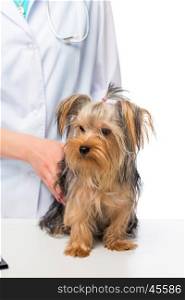 a little Yorkshire terrier on a table at a veterinarian doctor close-up