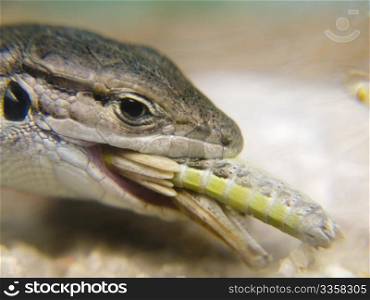 A lizard a cricket breakfast