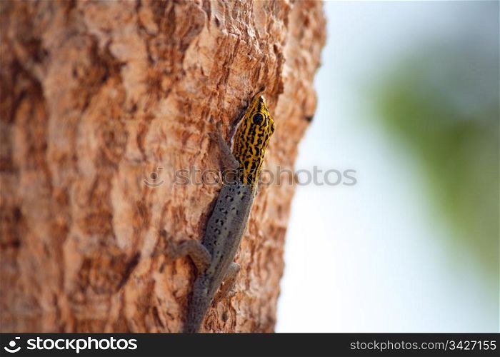 A lizard climbing up the trunk of a tree