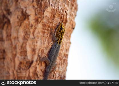 A lizard climbing up the trunk of a tree