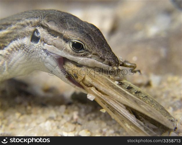 a lizard eating a cricket great