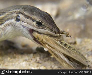 a lizard eating a cricket great