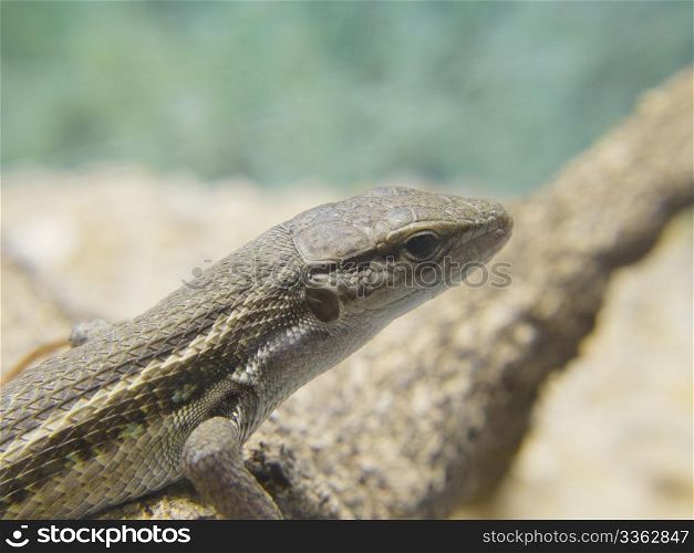 A lizard sunning on a log
