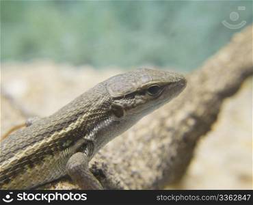A lizard sunning on a log