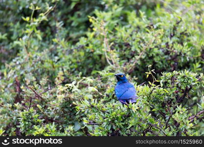 A local Kenyan birds in colorful colors sit on the branches of a tree. Local Kenyan birds in colorful colors sit on the branches of a tree