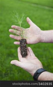 A Lodge Pole Pine seedling in a grower?s weathered anr soiled hands, with thousands of seedlings in the background earmarked for reforestation projects. The Reforestation industry is part of the global warming solution.