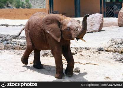 A lone elephant walking around in a sunny day