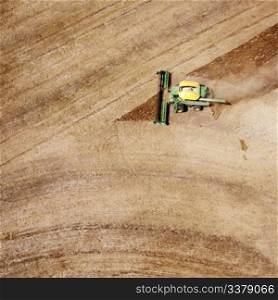 A lone harvester on a nearly completed lentil field