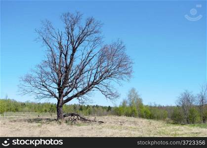 A lone oak tree in forest glade on sunny spring day