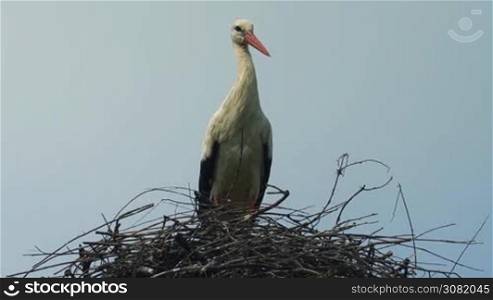 a lone stork proudly sits in a nest