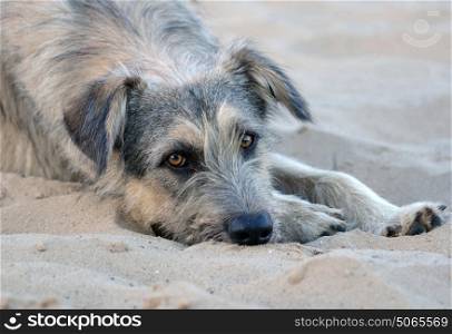 A lone stray dog lies on the sand on a deserted beach