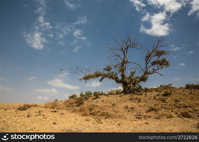 A lone survivor tree, which has lost half of its leaves, standing tall in an arid land