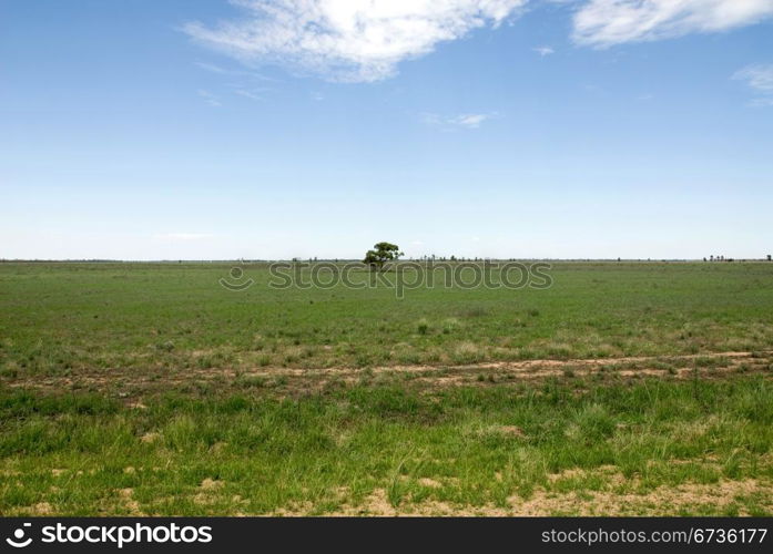 A lone tree in a paddock in Southern New South Wales