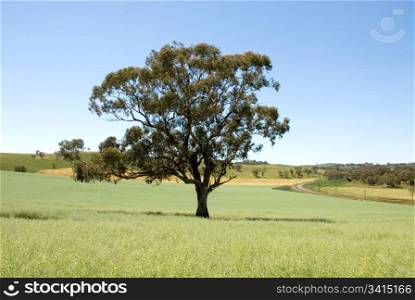 A lone tree in a paddock, on a farm in South-Western New South Wales, Australia