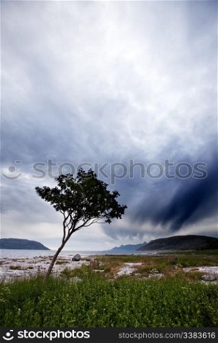 A lone tree on a Norwegian costal landscape