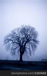 A lone tree on a path in the thick fog of winter. The image is given a blue cast.