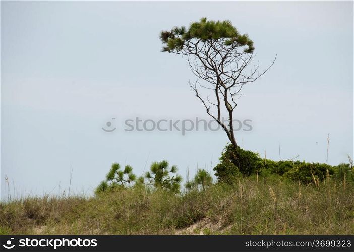 A lone tree standing tall on a sand dune on a deserted beach