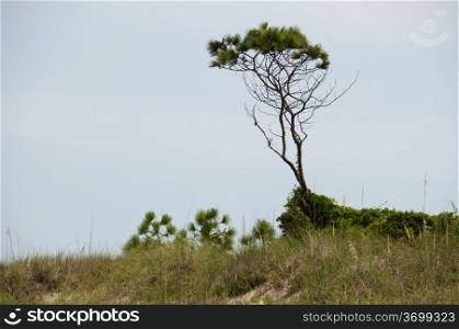 A lone tree standing tall on a sand dune on a deserted beach