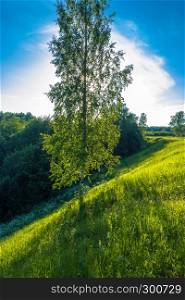 A lonely birch on a steep slope in the light of the contour on a Sunny summer evening.
