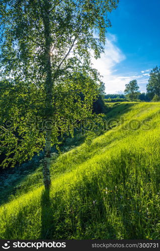 A lonely birch on a steep slope in the light of the contour on a Sunny summer evening.