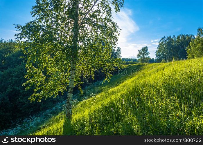 A lonely birch on a steep slope in the light of the contour on a Sunny summer evening.