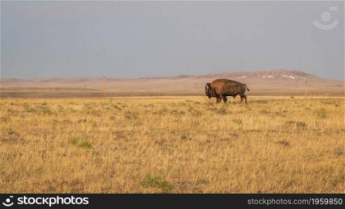A lonely bison bull walking on a prairie in northern Colorado, late summer scenery with smoke and haze from distant wildfires