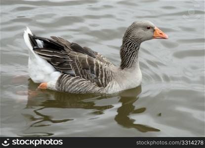 a lonely canadian goose swimming in the water