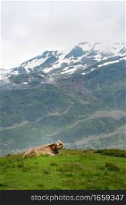 A lonely cow grazing on the high Swiss mountains