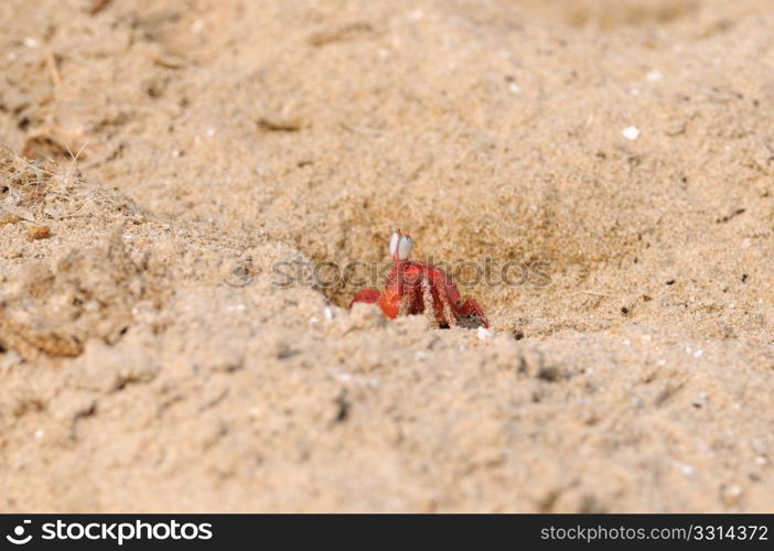 A lonely Fiddler crab defending its terittory