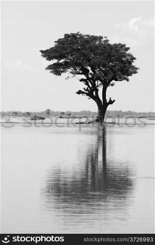 A lonely large tree reflect it&rsquo;s silhouette on surface water of river at countryside