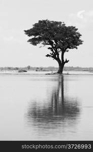 A lonely large tree reflect it&rsquo;s silhouette on surface water of river at countryside