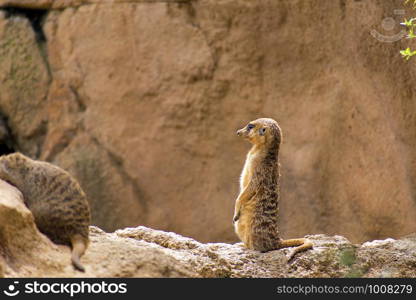 A lonely Meerkat or Suricate (Suricata suricatta) standing on a rock watchful. A lonely Meerkat or Suricate standing on a rock watchful