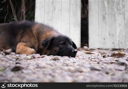 A lonely mix breed cute dog sleeping and thinking on the gravel floor.