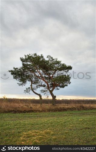 A lonely pine-tree in the field