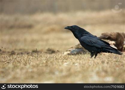 A lonely raven (Corvus corax) in a forest clearing, in the early spring. Poland in March