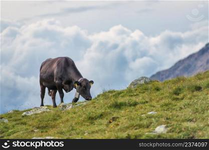 A lonely sorry cow in a pasture in the Swiss Alps