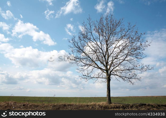 A lonely tree in the field