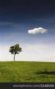A lonely tree is standing on the top of a hill. There is a clear blue sky above and a lonely white cloud.
