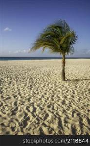 A lonesome palm tree on Manchebo Beach during a late afternoon in Aruba.