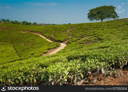 A lonestanding tree on a hill in a tea plantation, completely surrounded by tea plantations.