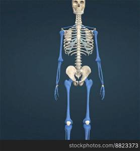 A long bone is a bone that has a shaft and 2 ends and is longer than it is wide. 3d illustration. A long bone is a bone that has a shaft and 2 ends and is longer than it is wide.
