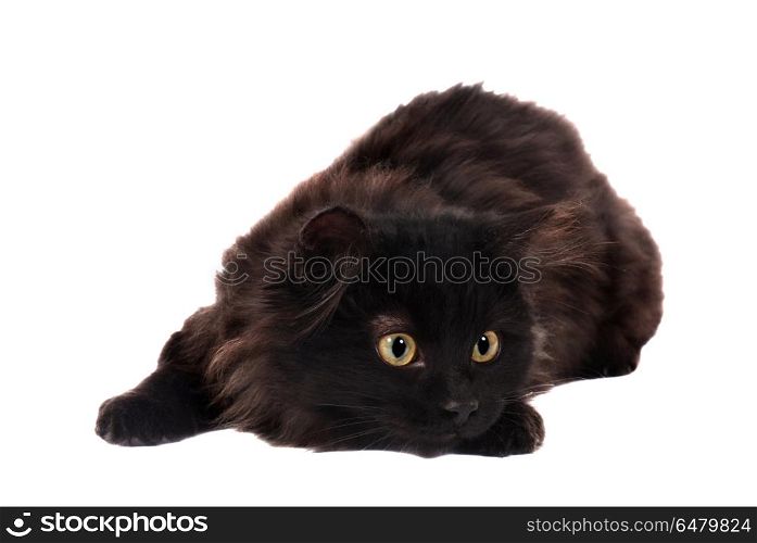 A long haired black kitten